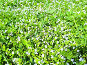 Десь тепло та тумани, а десь заморозки та дощі: прогноз погоди в Україні на вихідні 18-19 квітня