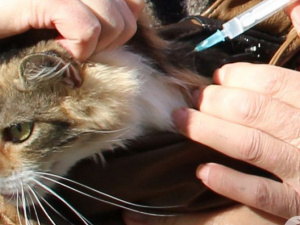 В Покровске проведут вакцинацию собак и кошек от бешенства: где и когда