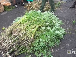 Поліцейські Покровського РУП завадили кільком наркоаграріям зібрати врожай 