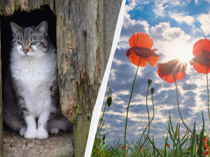 Від +9 до +29: де пригріє, а де прийдеться вдягнутись тепліше цими вихідними