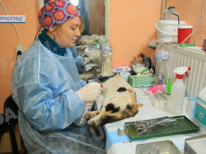 У Мирноград знову приїхали зооволонтери – стерилізувати безхатніх тварин