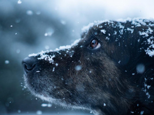 Дощі, вітер, мокрий сніг та заморозки: синоптик зробив прогноз на тиждень 6-12 квітня