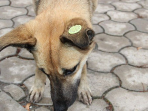 Без стерилизации и чипирования: в Покровске отловят около 100 бездомных собак