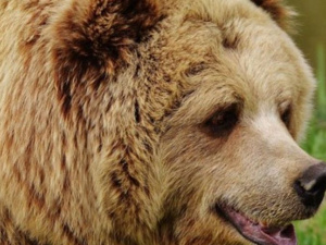 У Росії ведмідь розрив могилу та викрав небіжчика