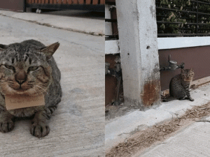 В Таиланде кот пропал на три дня, а вернулся с долгами