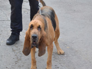 Помогать полиции Покровска в обеспечении безопасности на местных выборах будут кинологи с собаками