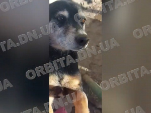 Врятувала від війни, але потребує допомоги: історія зооволонтерки з Добропілля