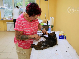 Волонтери з Німеччини приїхали до Покровська стерилізувати безхатніх тварин