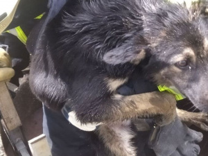 В Покровском районе бойцы ГСЧС спасли собаку из колодца