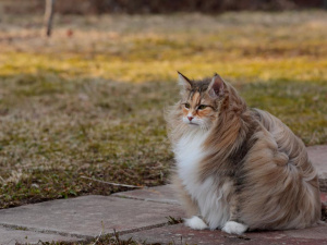 Аномально тепло та вітряно: прогноз погоди в Україні на тиждень 8-14 грудня