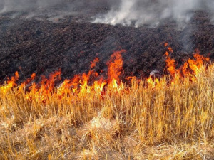 На Донеччині за добу сталося 64 пожежі на відкритих територіях