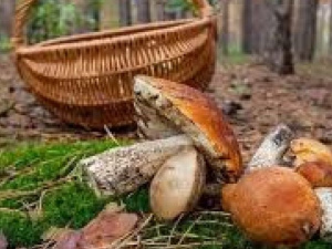 В Україні зареєстрували перший випадок отруєння грибами в сезонi