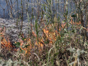 Сегодня в Покровске и районе спасатели трижды тушили пожары в экосистемах