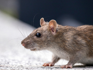 На Донеччині офіційно попередили про небезпечне поширення мишей