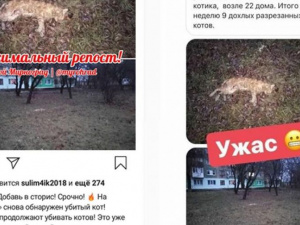 В Мирнограде кто-то продолжает убивать бездомных котов – открыто уголовное производство