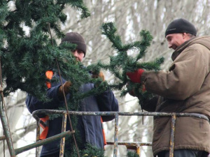 Покровск покупает новогоднюю елку за 1 миллион