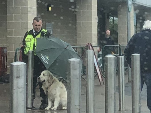 Охранник супермаркета спрятал под своим зонтом собаку, ожидающую хозяина под дождем