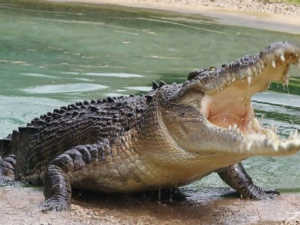 Рыбак отбился от напавшего на него двухметрового крокодила