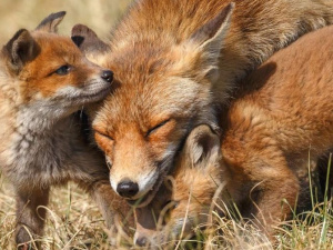 Жителей одного из сел Покровской громады донимают лисы