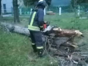 В Покровске спасатели помогали убрать аварийные деревья