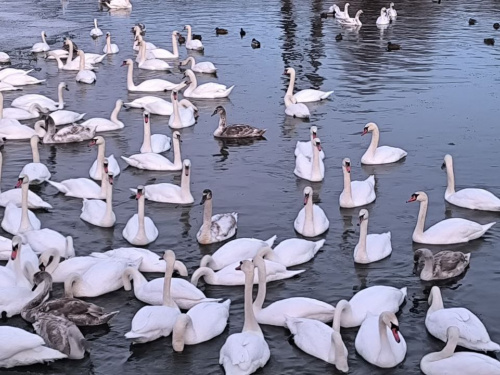 На вихідних 10-11 січня у більшості областей України утримається нестійка холодна погода