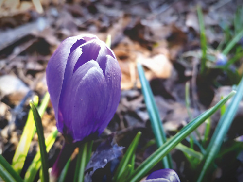 Незначне похолодання та опади: прогноз погоди в Україні на тиждень з 16 по 22 березня