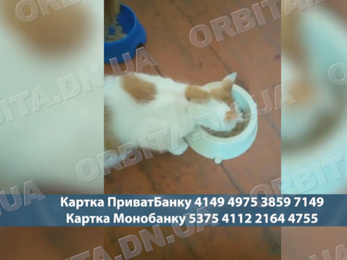 50 котів із Добропілля: історія зооволонтерки, яка рятує покинутих тварин