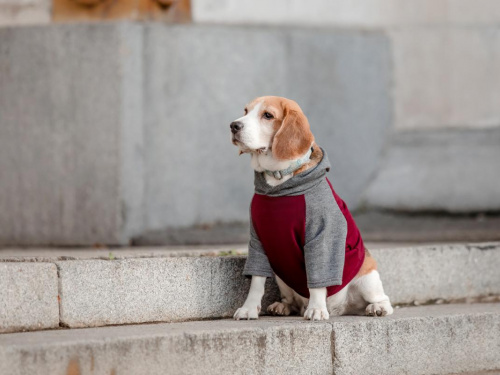 Очікується потепління та майже без опадів: прогноз погоди на тиждень 15-21 грудня