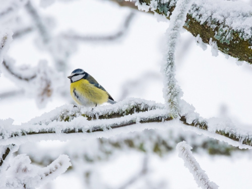 Сонячна, проте морозна погода: синоптики зробили прогноз для України на вихідні