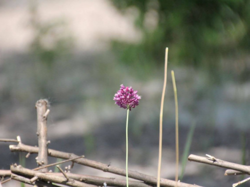 Розігріє до +33: прогноз погоди в Україні на тиждень 22-28 червня