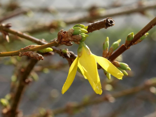 Синоптики розповіли про погоду в Україні на вихідні 21-22 березня