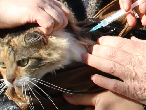 У Покровську та Родинському стартує вакцинація тварин проти сказу: графік проведення
