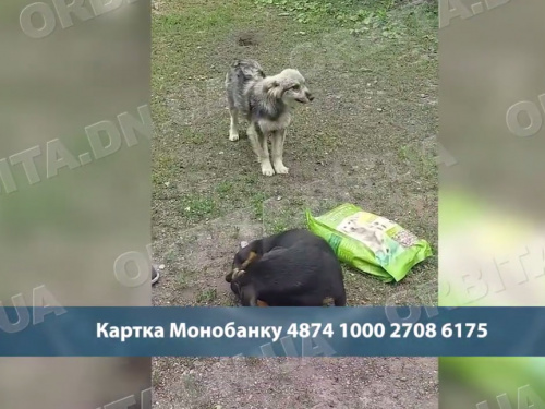 Під прицілом дронів: зооволонтерка - про життя і виживання в Добропіллі