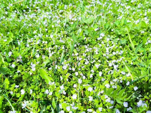 Десь тепло та тумани, а десь заморозки та дощі: прогноз погоди в Україні на вихідні 18-19 квітня