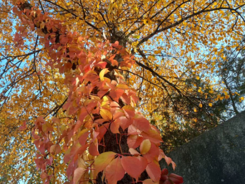 Майже по всій Україні буде тепло та сухо: прогноз на перші вихідні листопада