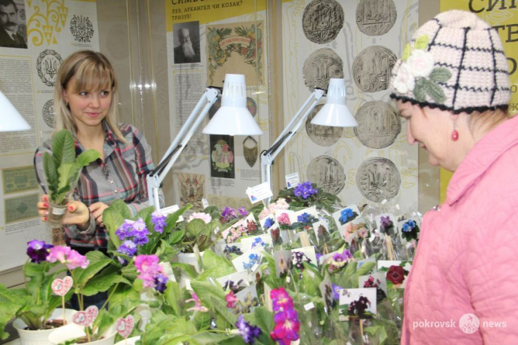 Цветущая оранжерея в музее: в Покровске открылась выставка фиалок