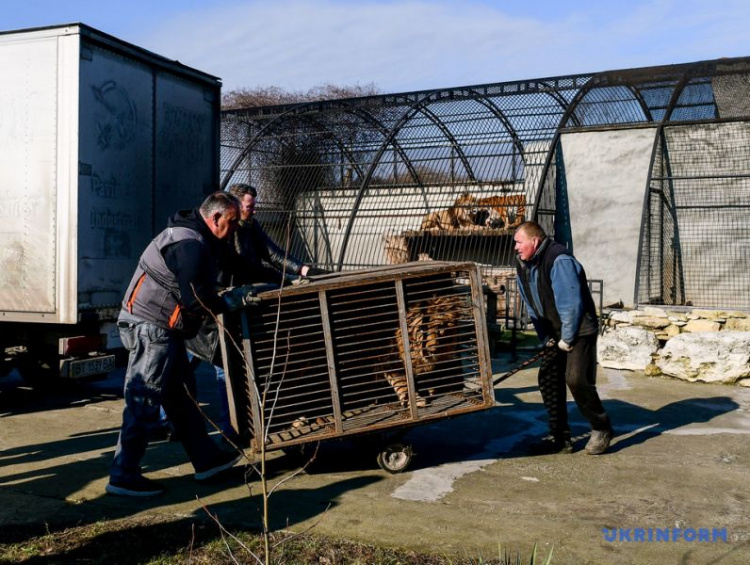 Одного из львов, вывезенных из приюта в Покровске, отправили в Африку