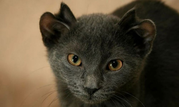Кот по имени Йода родился с лишней парой ушей
