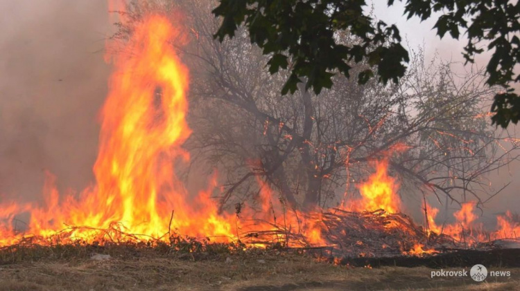 Выжженное поле и обугленные деревья: в Покровске произошел масштабный пожар