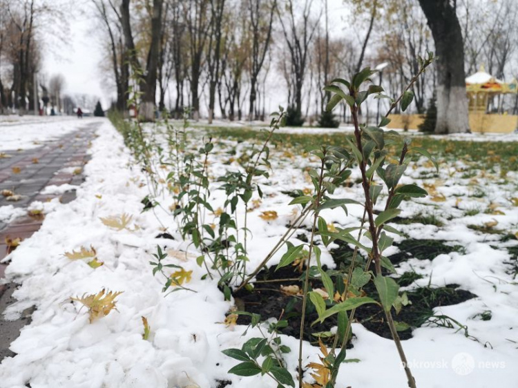 Предприниматели помогают озеленять парк «Юбилейный» в Покровске