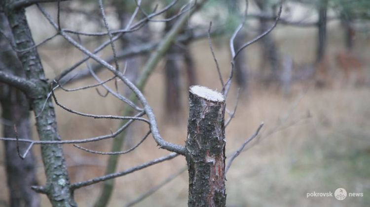 Защищают сосны: в Покровском районе лесные инспекторы работают в усиленном режиме