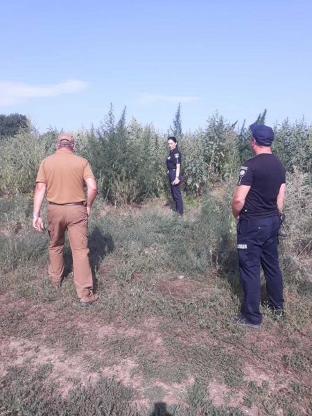 Муниципальная служба выявила в Покровском районе поле с коноплей