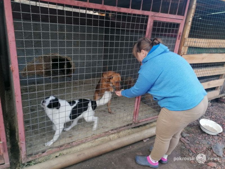 Мирноградскому реабилитационному центру для животных нужна помощь