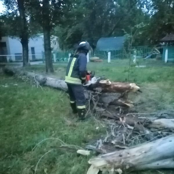 В Покровске спасатели помогали убрать аварийные деревья