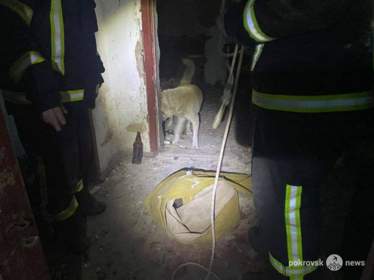 В Мирнограде спасатели вытаскивали собаку из подвала заброшенного дома