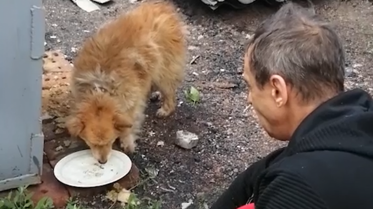 Житель Покровска спас собаку, упавшую в заброшенный колодец