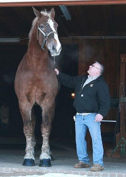 Добрый великан: огромнейший конь покорил Сеть