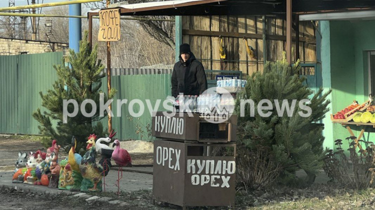 У Покровську вже можна придбати живі новорічні ялинки