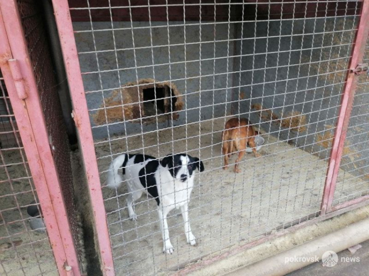 Мирноградскому реабилитационному центру для животных нужна помощь