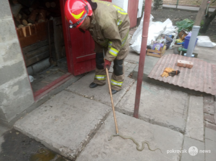 Спасатели Мирнограда ловили змею в частном дворе